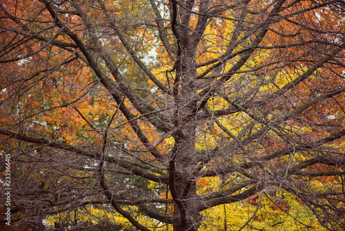 Large dead tree in front of vibrant colorful fall foliage