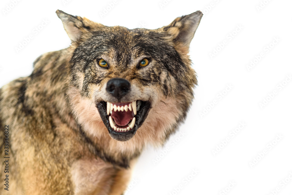 Obraz premium portret wilka na białym tle