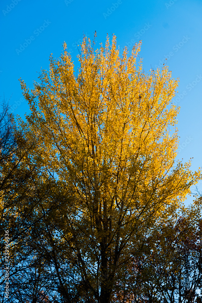 autumn in the forest - one tree with leaves is illuminated by sun