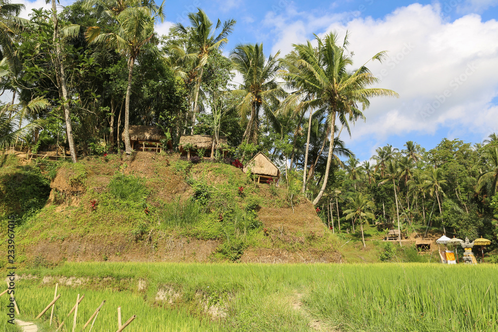 Fototapeta premium straw huts in tropical palm forest jungle