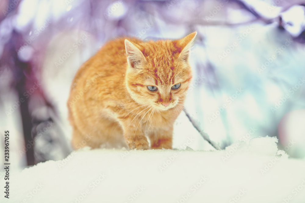 Cute red kitten walking in snow in winter
