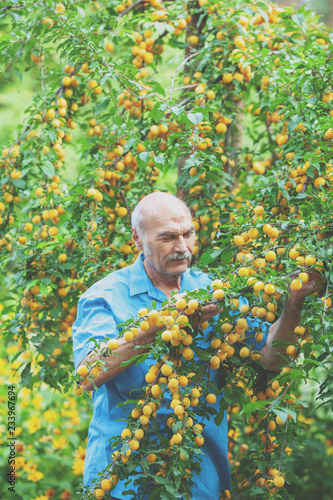 Old man harvesting organic yellow plums in the orchard