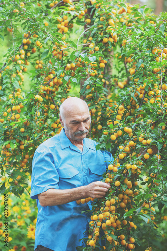 Old man harvesting organic yellow plums in the orchard