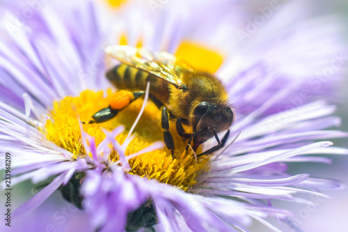 Bee in extreme close up sitting on flower