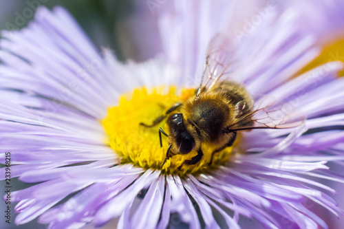 Bee in extreme close up sitting on flower