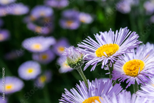 Bee in extreme close up sitting on flower