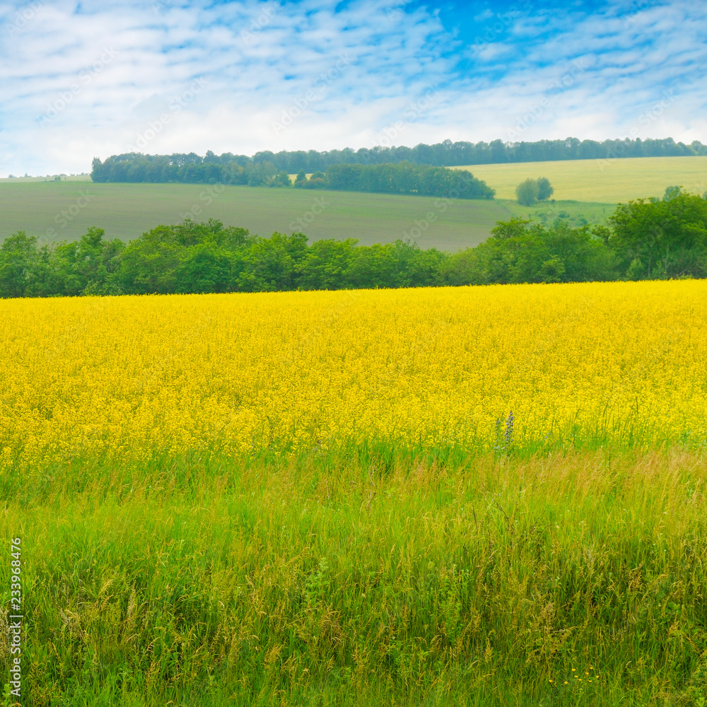 Canola field and blue sky with light clouds. Agricultural landscape. Canola field and blue sky with light clouds. Agricultural landscape.