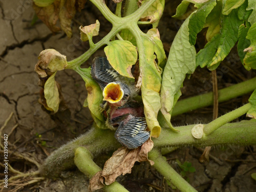 A bald titmouse chick that has fallen from the nest in a tomato bed is begging for food. Baby birds are often rescued unnecessarily. Human intervention reduces bird survival photo