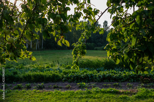 apple tree branches in green summer day with rain