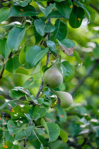 apple tree branches in green summer day with rain