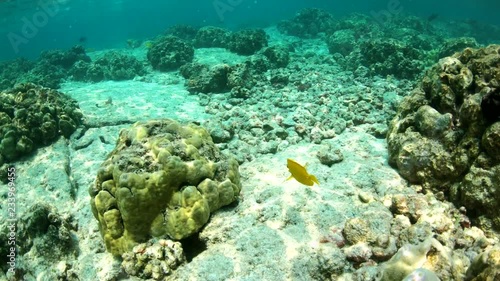 Wallpaper Mural Yellow Tang fish leads us through coral reef in Pacific Ocean, Big Island Hawaii Torontodigital.ca
