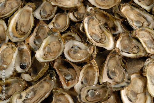 ostiones en su concha barra del tordo tamaulipas