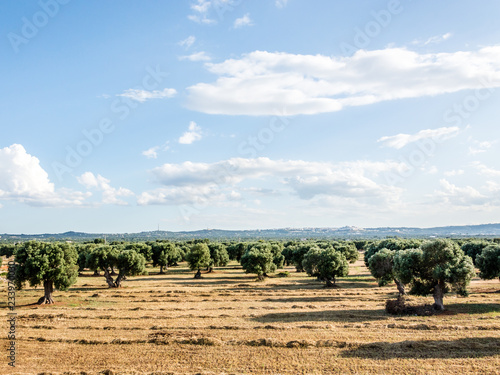 Olive trees in the countryside near the medieval white village of Ostuni
