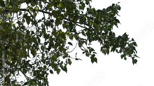 Foreground foliage plate for framing shots. Late summer deciduous tree, light breeze. Slightly defocused. Includes transparency mask. Can be reversed and flipped horizontally.