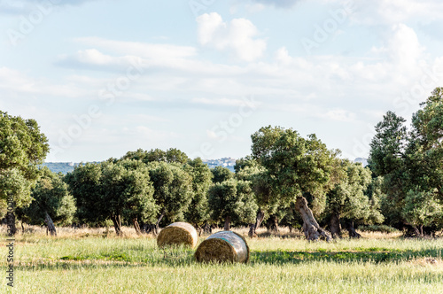 Olive trees in the countryside near the medieval white village of Ostuni
