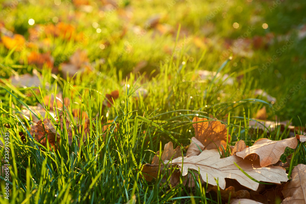 nice autumn colorful background with green grass and brown oak leaf on front plan and blurred til horizon nice autumn colorful background with green grass and brown oak leaf on front plan and blurred til horizon