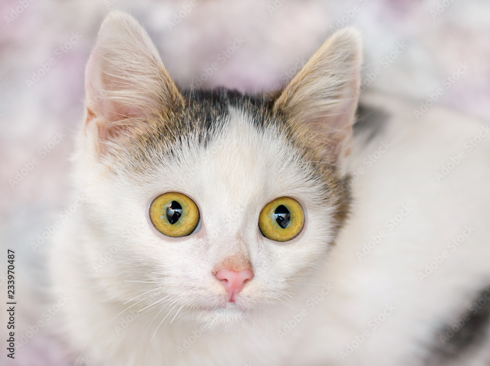 A small white cute kitty with big eyes looks up_