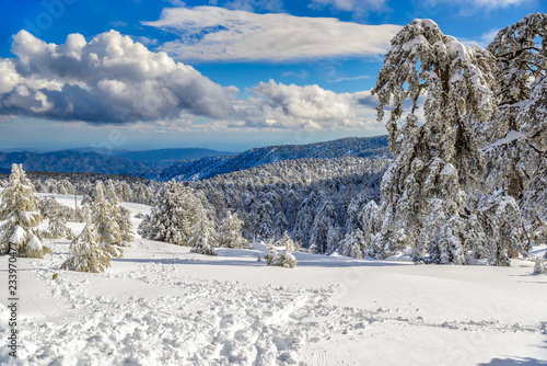 Wallpaper Mural Winter forest landscape in Troodos, Cyprus Torontodigital.ca