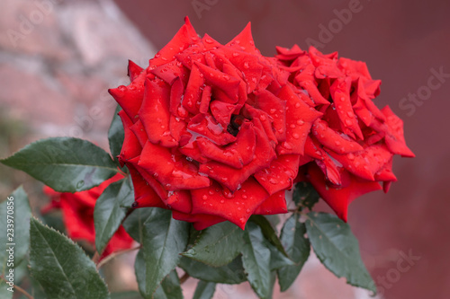 Beautiful red roses in garden, roses for Valentine Day.