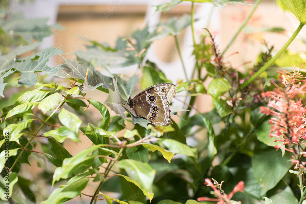 Butterly in nature Butterly in nature
