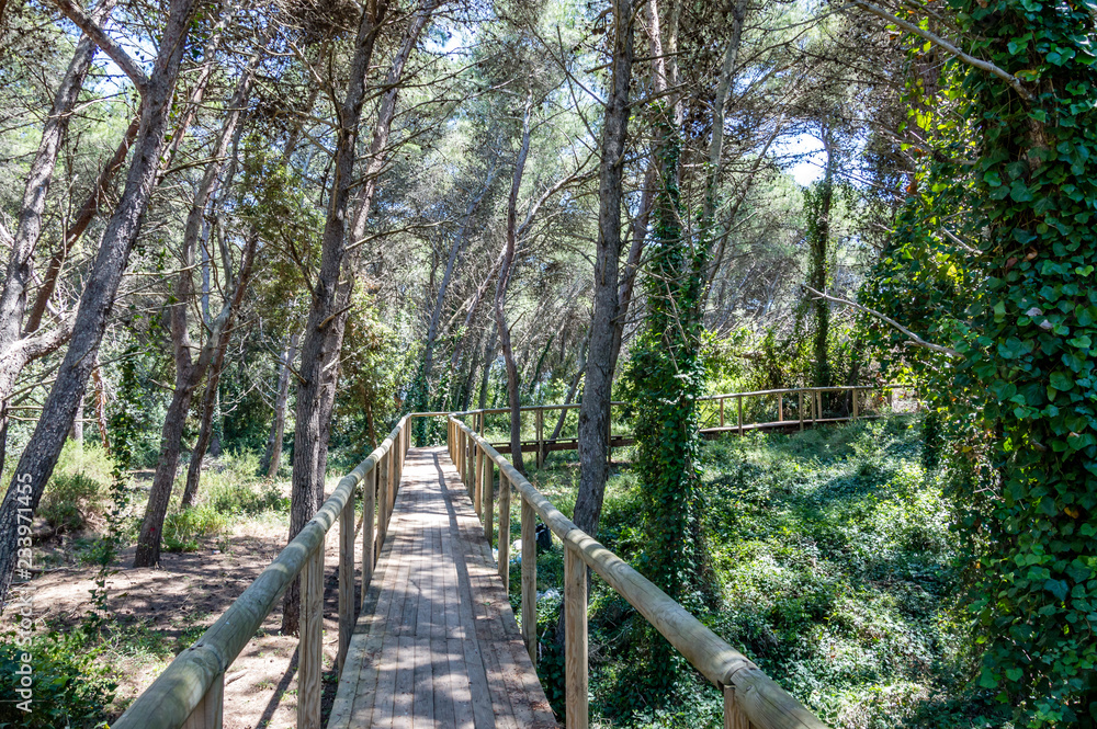 Maritime pine forest near Torre dell’Orso Melendugno in Salento Italy Maritime pine forest near Torre dell’Orso Melendugno in Salento Italy