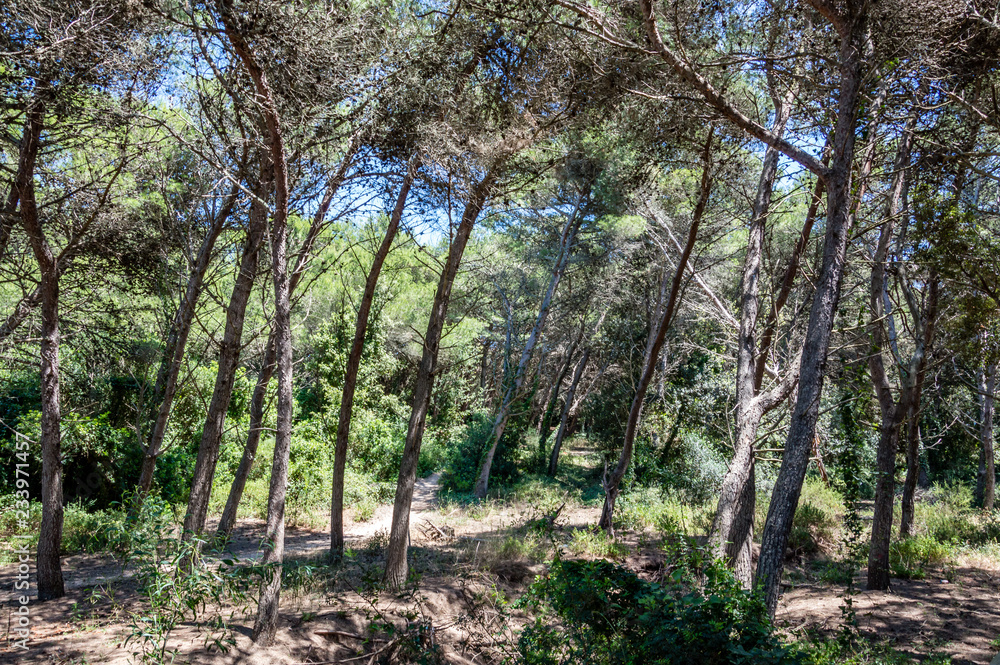 Obraz premium Maritime pine forest near Torre dell’Orso Melendugno in Salento Italy