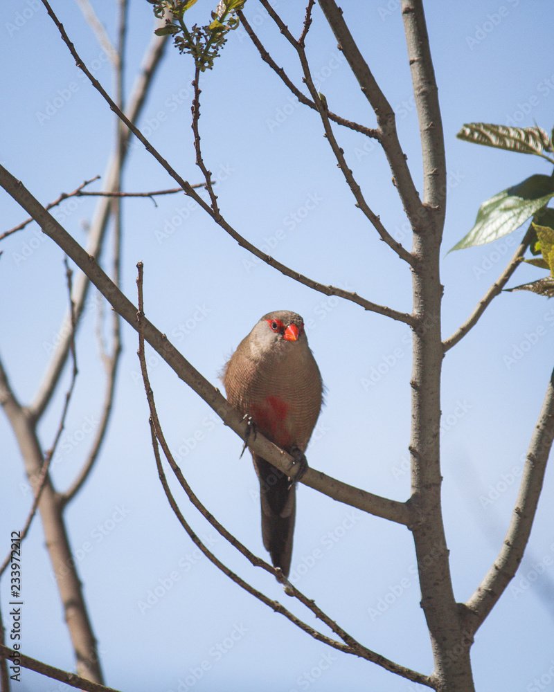 Bird in a tree Bird in a tree
