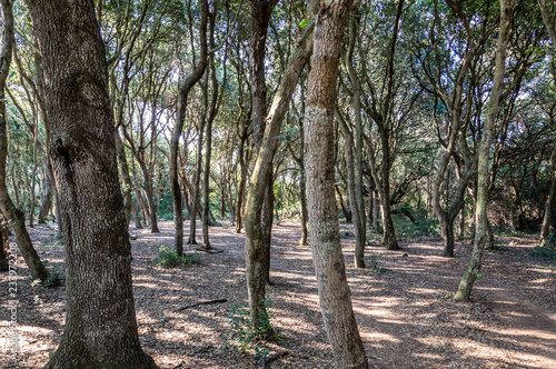 Maritime pine forest near Baia dei Turchi Otranto in Salento Italy