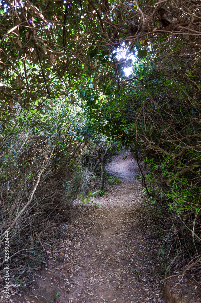Obraz premium Maritime pine forest near Baia dei Turchi Otranto in Salento Italy