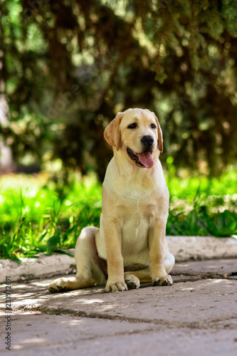 labrador retriever puppy yellow  © Rona