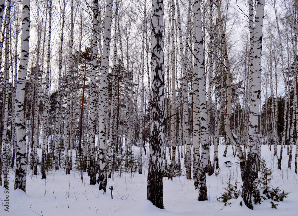 Fototapeta premium peace and quiet of birches and pines, house and road in snow-covered winter forest