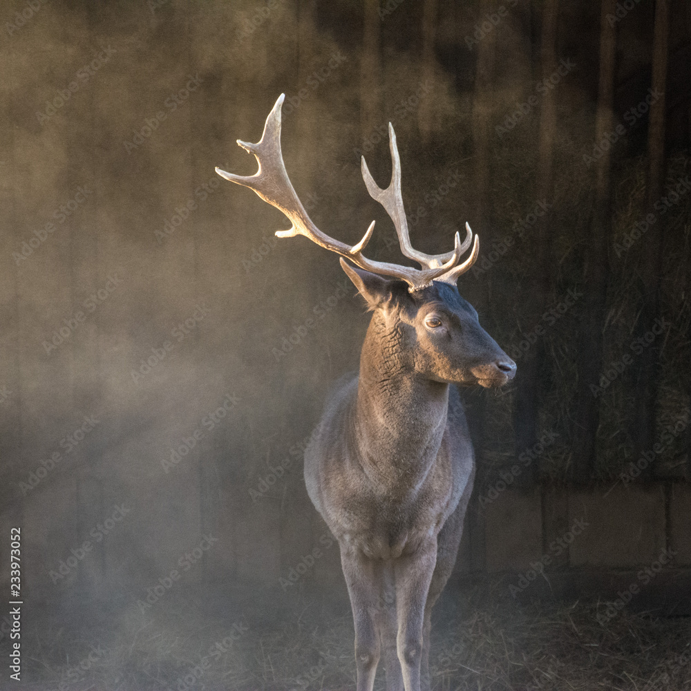 Fototapeta premium damhirsch in staubwolke am stall
