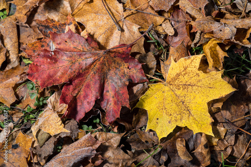 Colored maple leaves. Frosty Yellow autumn leaves. Natural environment background