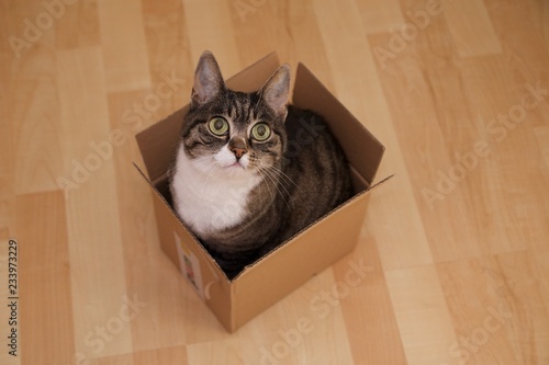 Getigerte Katze in einer Schachtel
