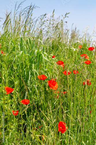 Poppies Growing on a Grass Verge Amongst Tall Grass  in France