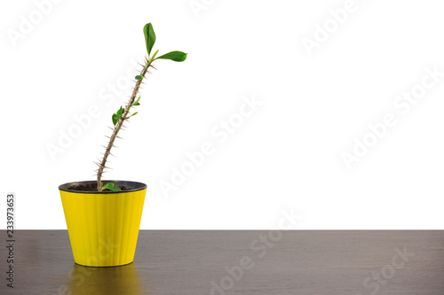 Beautiful plant with large spines and green leaves grows in a yellow flowerpot_0557