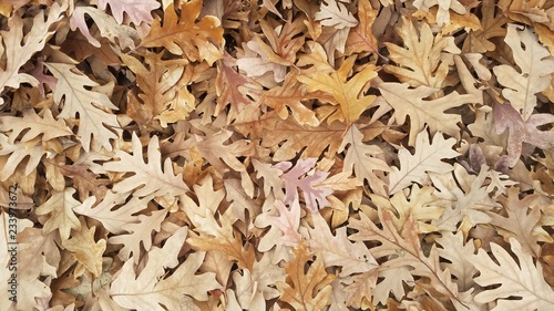 Fall Leaves