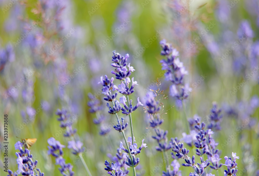 Naklejka premium Closeup of Purple Lavender flower, green unsharp background (latin: Lavandula)