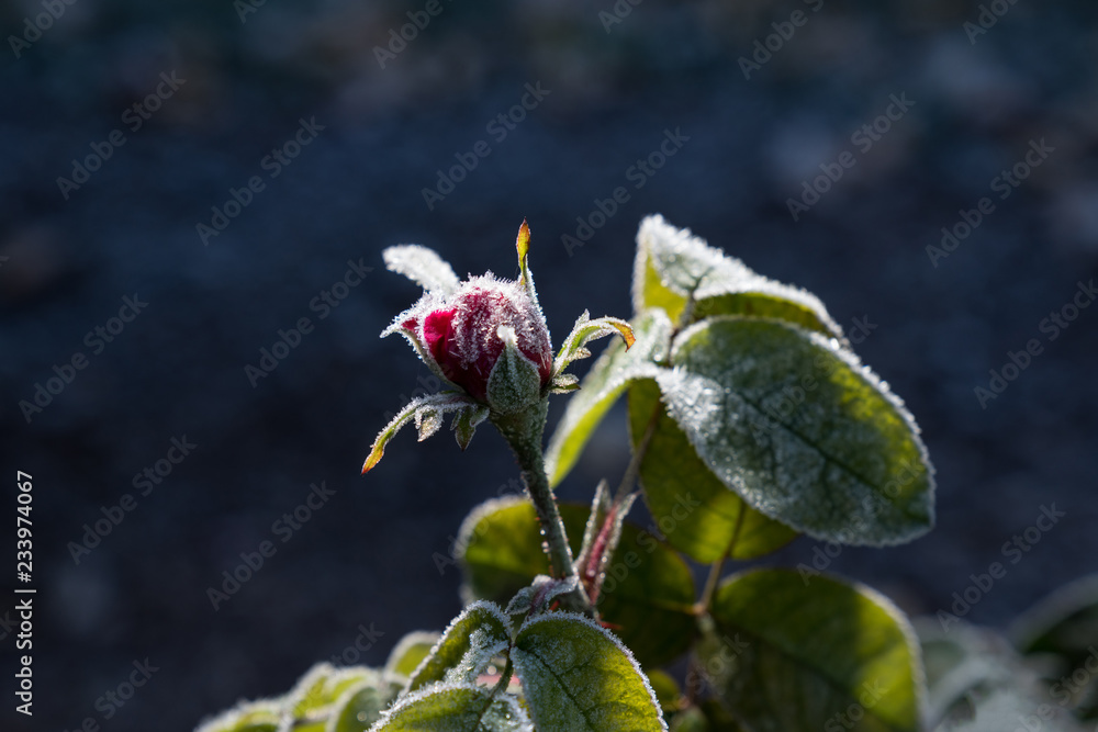 Rose blooming. Flower blossom. Frosty red bloom and green leaves in autumn, natural environment background Rose blooming. Flower blossom. Frosty red bloom and green leaves in autumn, natural environment background