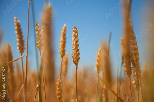 Barley field background against blue sky and sunlight. Agriculture, agronomy, industry concept.