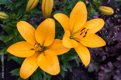 Fototapeta Naklejka Na Ścianę i Meble -  Yellow garden lily, bloom.