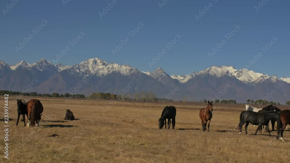 Walking and running horse. Horses moves slowly against the background of the grazing herd. Herd of horses running on the steppes in background snow-capped mountain. Slow Motion at rate of 180 fps. Walking and running horse. Horses moves slowly against the background of the grazing herd. Herd of horses running on the steppes in background snow-capped mountain. Slow Motion at rate of 180 fps.