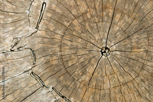 Wood log texture