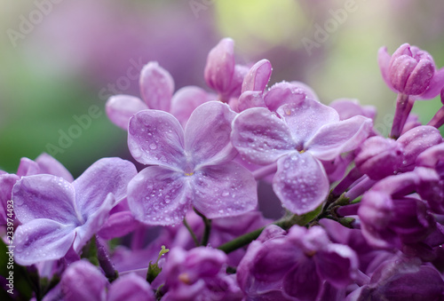 Close up picture of bright violet lilac flowers. Abstract romantic floral backdrop.