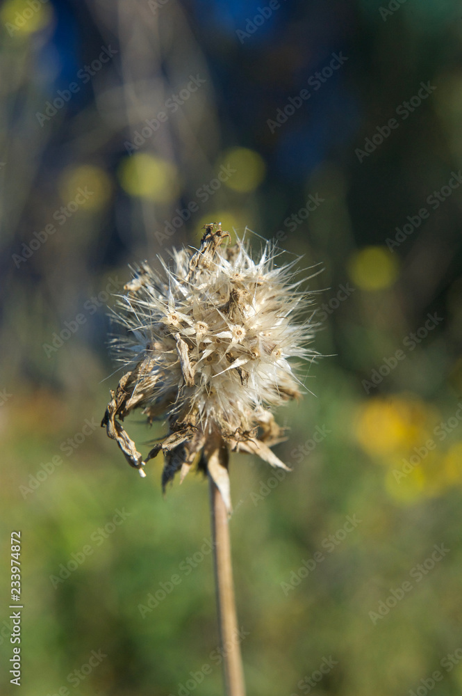 Obraz premium beautiful autumn leaves and flowers