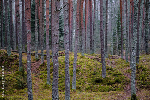 dark autumn foorest with spruce and pine tree photo