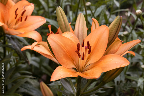 Fototapeta Naklejka Na Ścianę i Meble -  Orange garden lily, bloom.