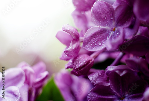 Soft Focus picture of bright violet lilac flowers. Abstract romantic floral backdrop with space for your text.