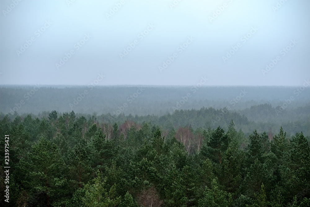 Fototapeta premium panoramic view of misty forest. far horizon