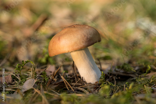 Russula decolorans mushroom is edible wild fungus. Orange mushroom, natural environment background